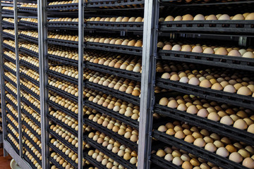 Tiered rows of chicken eggs in a large agro-industrial incubator