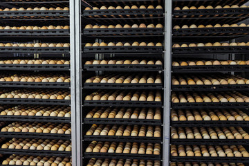 Tiered shelving with chicken eggs in a large agro-industrial incubator - obrazy, fototapety, plakaty