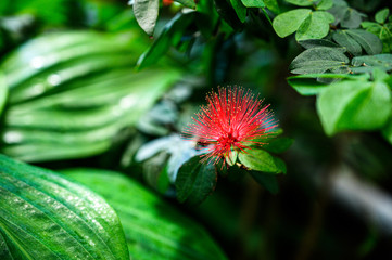 Needley Flower