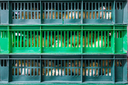 Hatching yellow chicks in baskets and boxes. Agro-industrial hatchery.