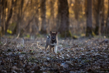 Husky puppy in spring forest
