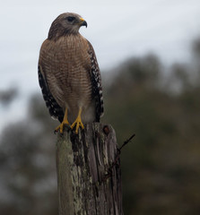 Hawk