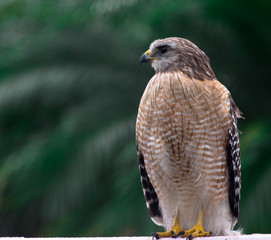 Hawk