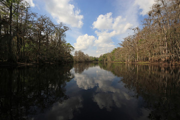 Fototapeta na wymiar Fisheating Creek, Florida, on a calm and sunny winter afternoon.