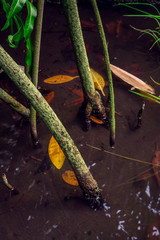 plants in water with leaves