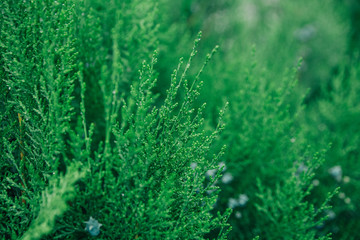Green and fresh thuja branches. blurred background
