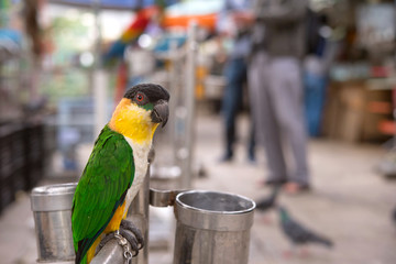 Yuen Po Street Bird Garden in Hong Kong　香港のバードガーデン（雀鳥花園）