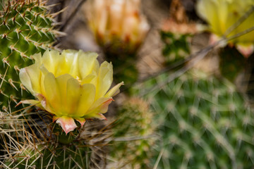 Wild Flower Cactus in North Dakota 