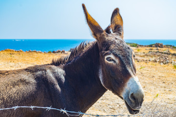 Portrait of a brown donkey in the countryside in Kimolos aegean island in Cyclades, Greece