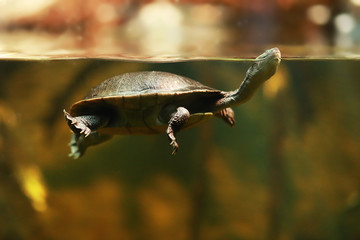 Roti Island snake-necked turtle