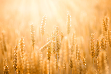 Fototapeta premium Golden ripe wheat plants are covered with soft and warm evening sunlight