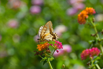 Beautiful summer butterfly on the flower