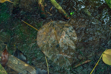 abstract nature background with leaves