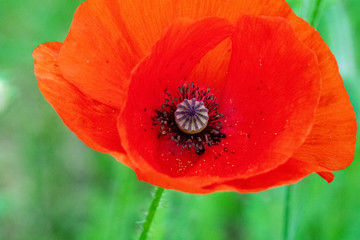 Coquelicot