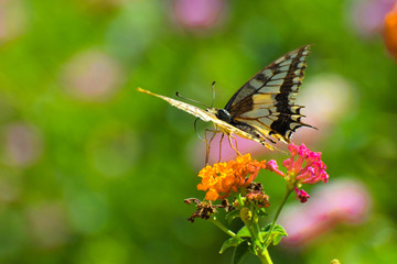 Beautiful summer butterfly on the flower