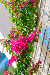 mediterranean flowers