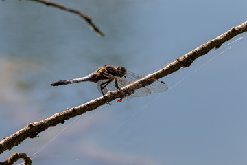 Libellule
