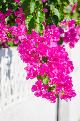 Mediterranean flowers