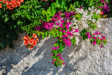 Mediterranean flowers