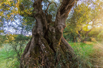 Old olive tree