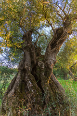 Fototapeta premium Old olive tree