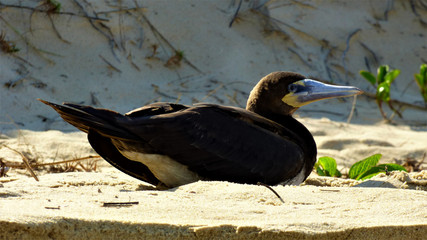 Beach bird