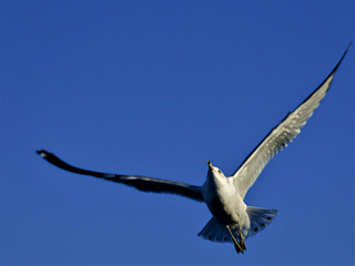 Larus