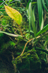 green plants in a mossy garden