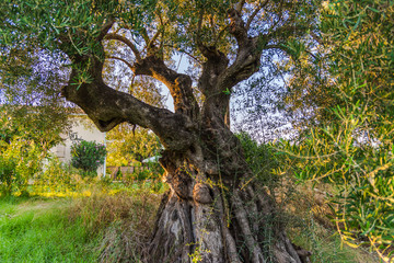 Old olive tree