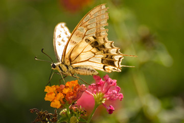 Beautiful summer butterfly on the flower