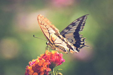 Beautiful summer butterfly on the flower