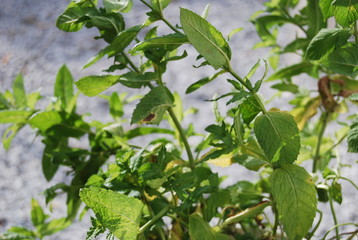 Spearmint Leave Plant, Close Up