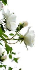 Weiße edle Rosen vor hellen Hintergrund - Rosengarten - Kletterrosen