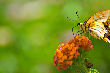 Beautiful summer butterfly on the flower