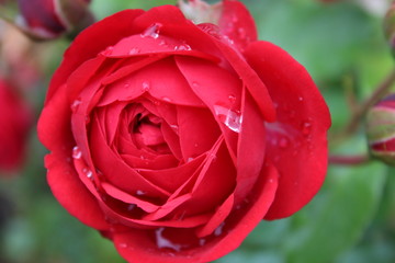 rose with drops