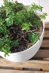 Peppermint Leaves in White Pot