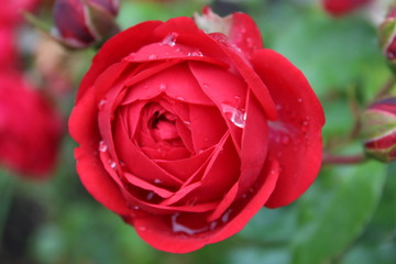 rose with drops