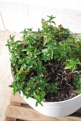 Peppermint Leaves in White Pot