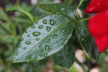 rain drops on a leaf
