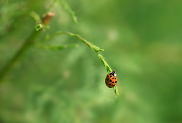 red ladybug sitting on flower