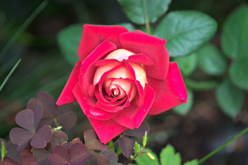 Single blooming red tea rose.