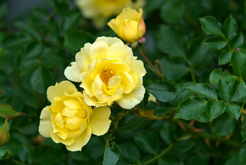 Yellow roses blooming in the garden.
