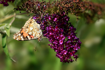 colorful butterfly sitting on flower