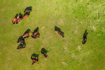 Horses grazing in a meadow next to a river. Country landscape. View from above.