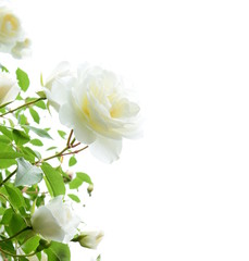Weiße edle Rosen vor hellen Hintergrund - Rosengarten - Kletterrosen