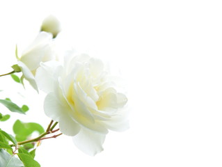 Naklejka na ściany i meble Weiße Rosen vor hellen Hintergrund - isoliet - freigestellt
