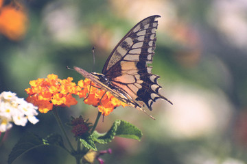 Beautiful summer butterfly on the flower