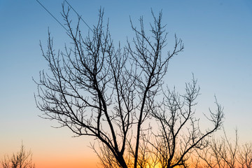 Obraz premium Springtime landscape at the sunset on the hill