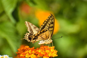 Beautiful summer butterfly on the flower