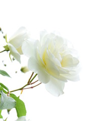 Weiße Rosen vor hellen Hintergrund - Freisteller - Hintergrund - Textfreiraum